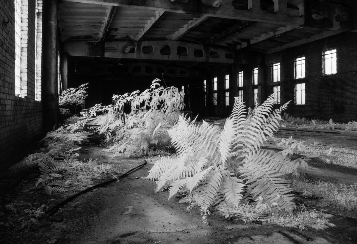 Ferns grow on the floor of an abandoned industrial building with many windows.