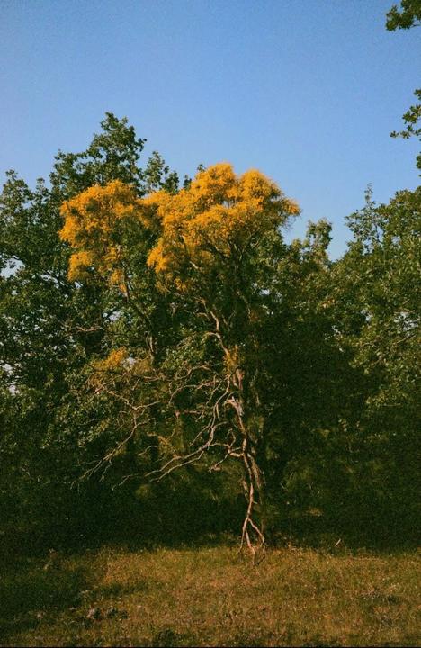 A tree with bright yellow foliage stands out against a backdrop of green trees and a clear blue sky.