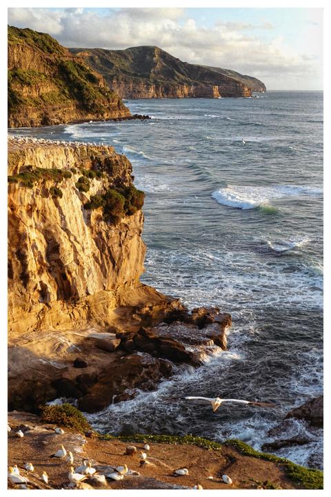 A flock of gannets rests on a cliff overlooking a rocky coastline with waves crashing against the shore.