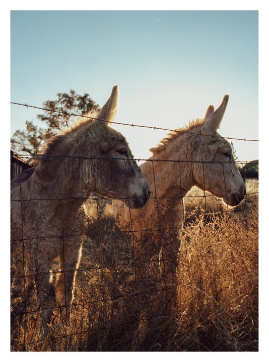 Two donkeys stand behind a wire fence in a field of dry grass at sunset.