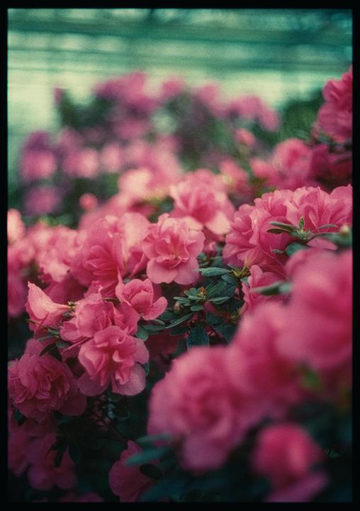 A close-up shot shows many pink azalea blossoms with green leaves.