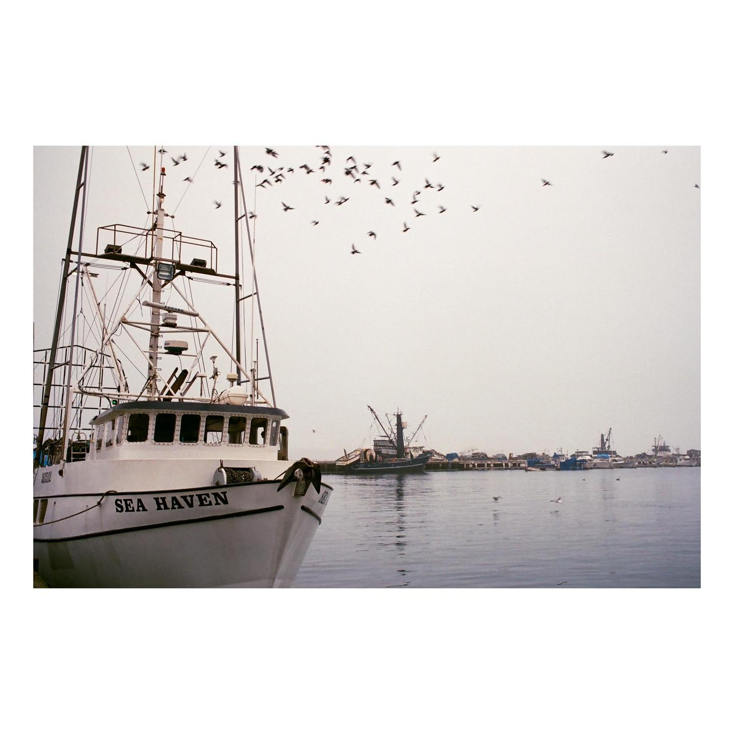 A flock of birds flies over a harbor with a fishing boat named "Sea Haven" in the foreground and other boats docked in the distance.