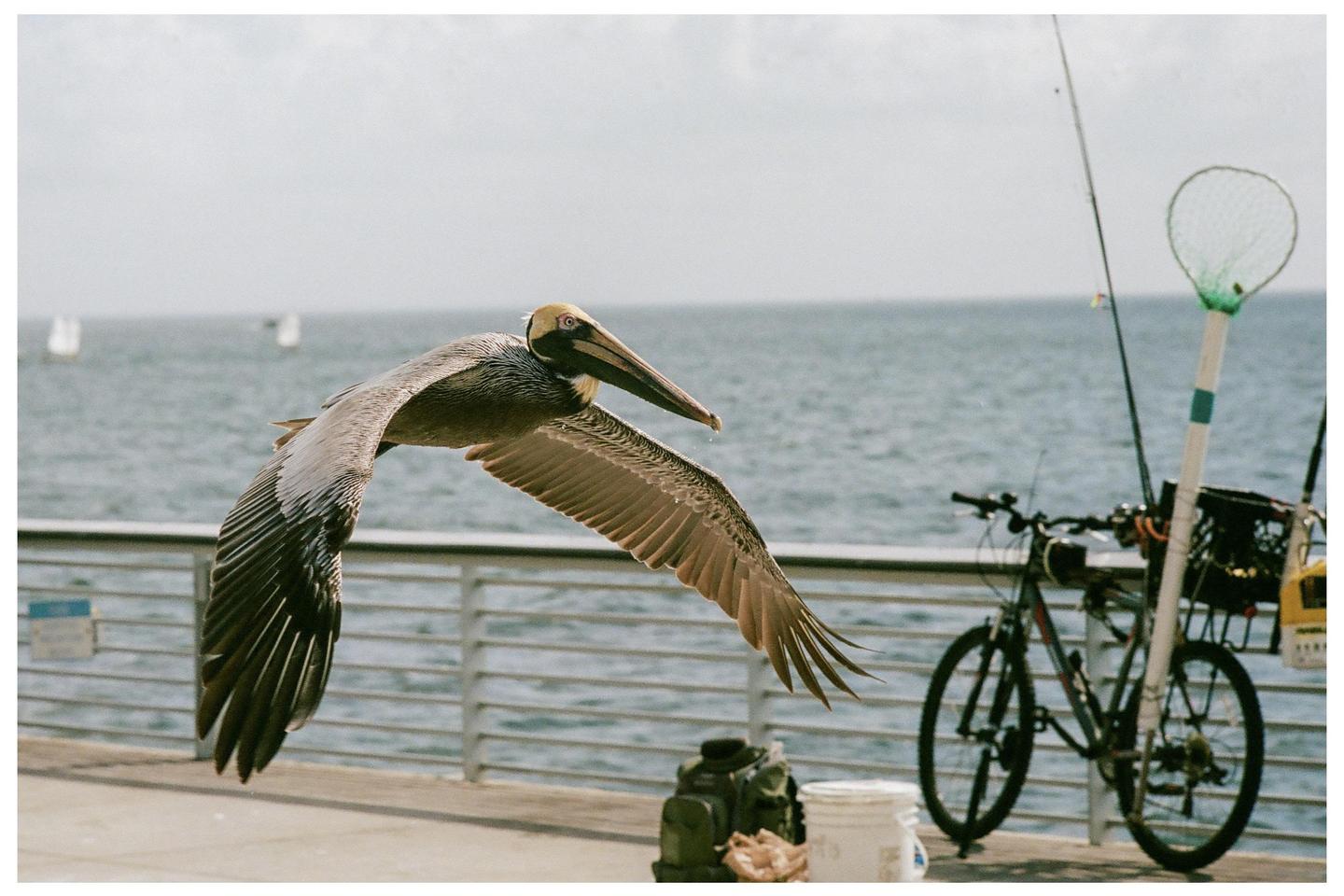 A pelican flies over a pier with a bicycle and fishing rods in the background.