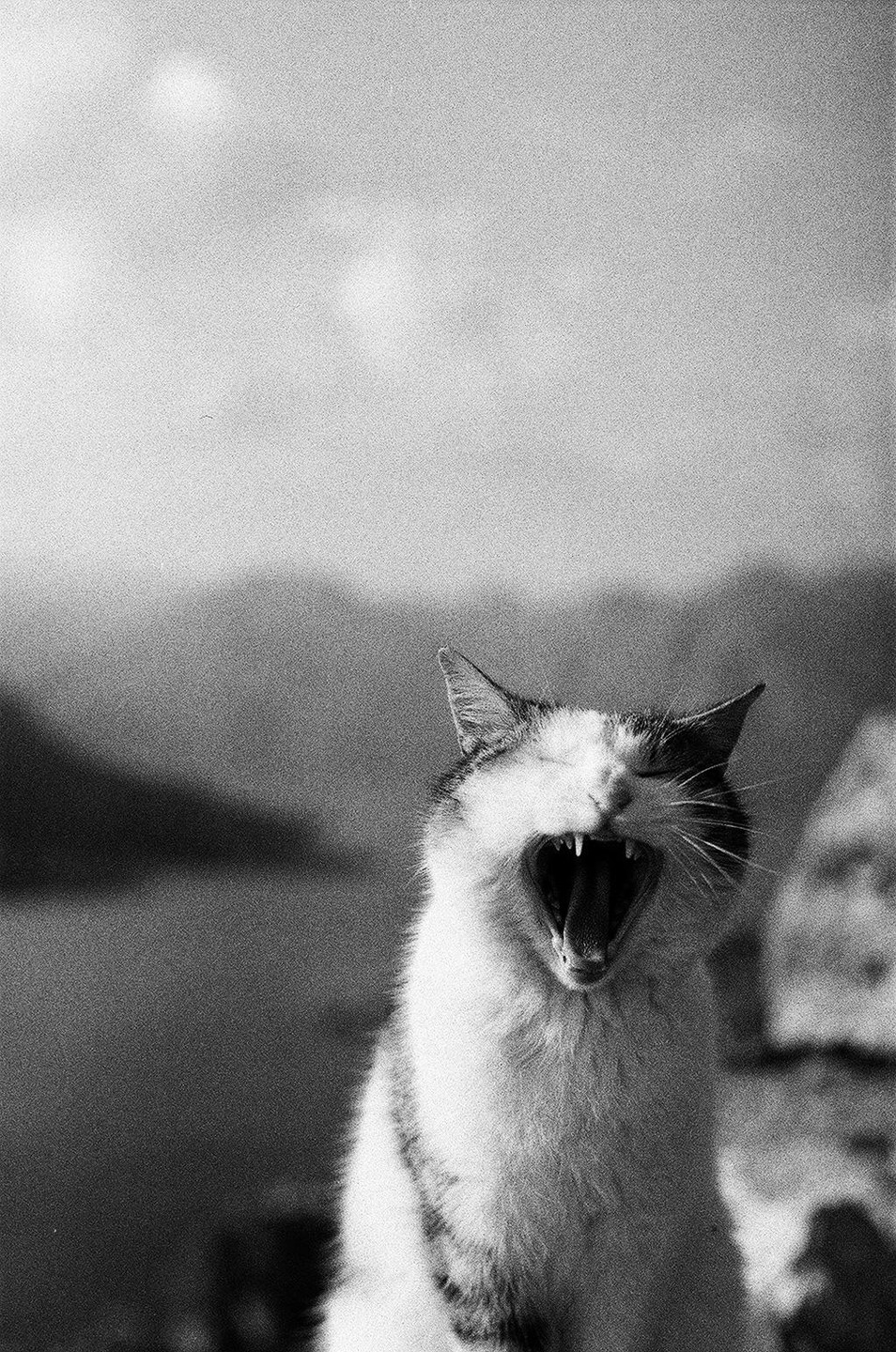 A cat with its mouth wide open, showing its teeth and tongue, is captured in a black and white close-up with a blurred background of mountains and water.