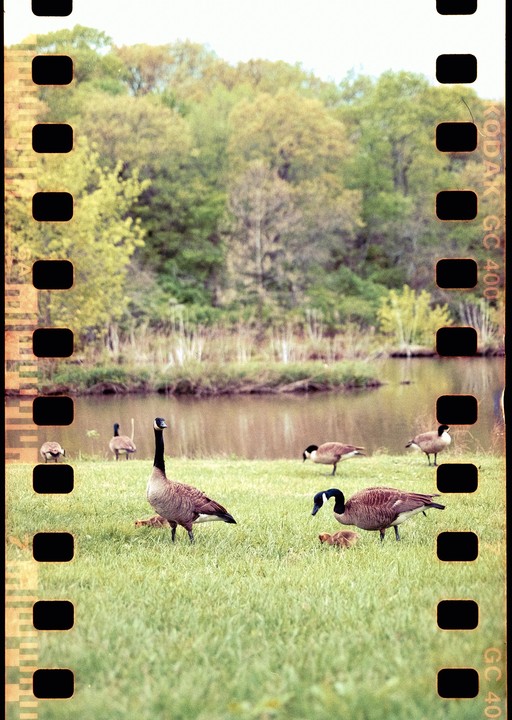 A group of geese and goslings are on a grassy bank next to a pond with trees in the background.