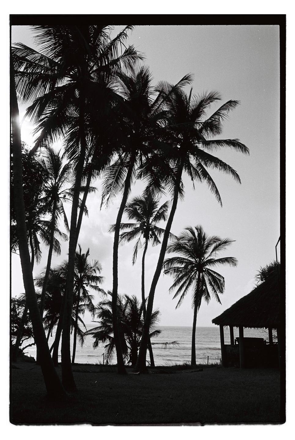 Palm trees and a hut are silhouetted against the ocean and sky.