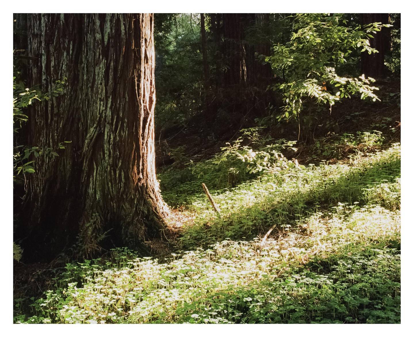 Sunlight illuminates the trunk of a large tree and the ground cover in a forest.