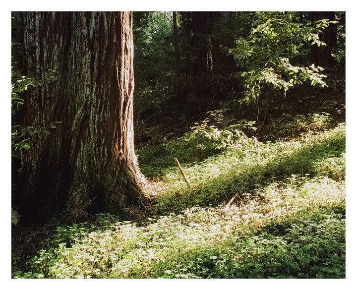Sunlight illuminates the trunk of a large tree and the ground cover in a forest.