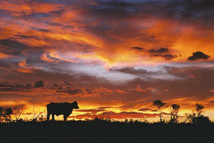 A cow stands silhouetted against a dramatic sunset sky with vibrant orange and purple clouds.