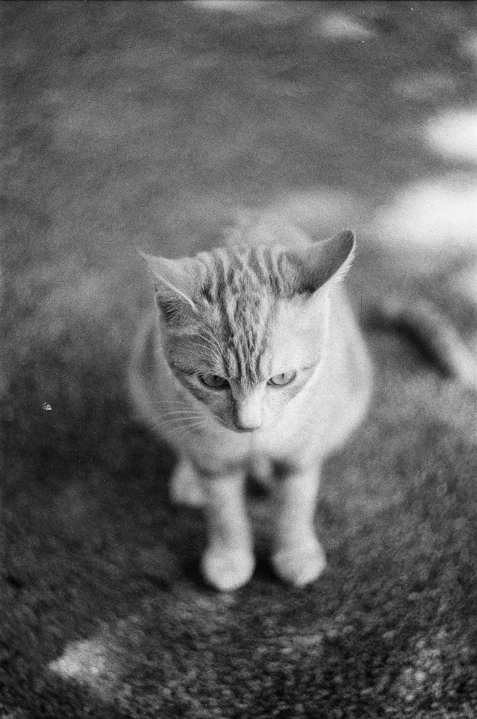 A cat with striped fur looks down at the ground.