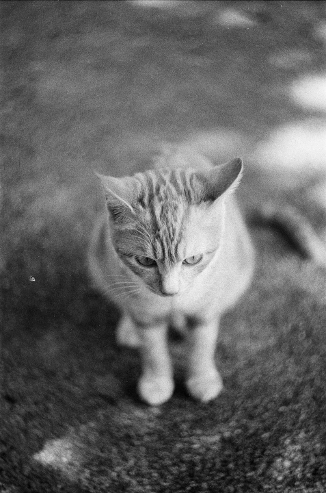 A cat with striped fur looks down at the ground.