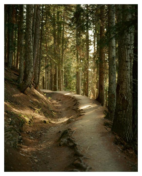 A winding dirt path leads through a sun-dappled forest of tall trees.