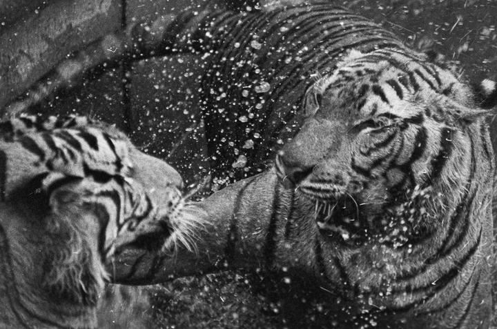 Two tigers are playing in water, with one tiger's head close to the other's body, and water droplets are visible in the air.