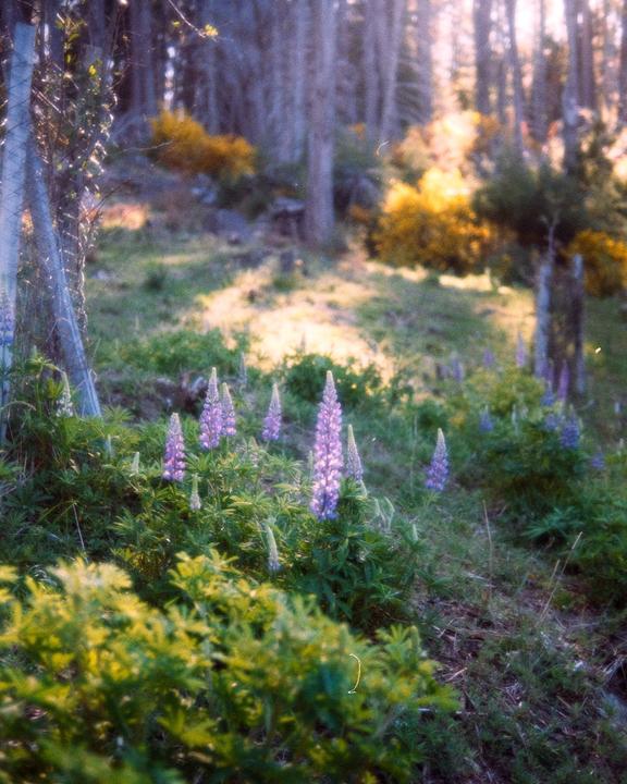 Purple lupine flowers grow in a field with trees in the background.