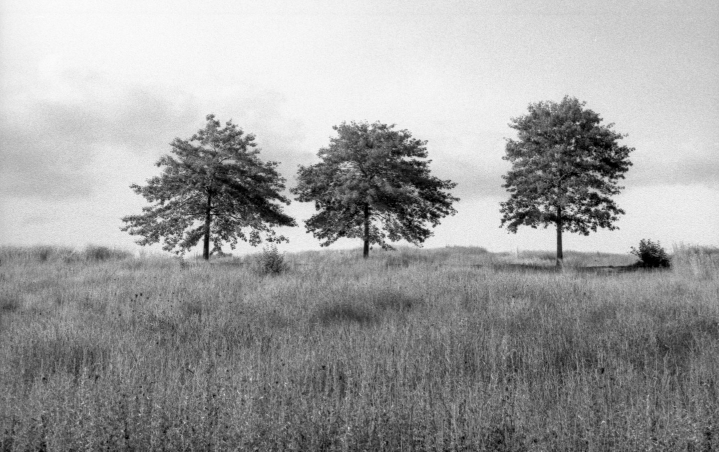 Three trees stand on a grassy hill under a cloudy sky.