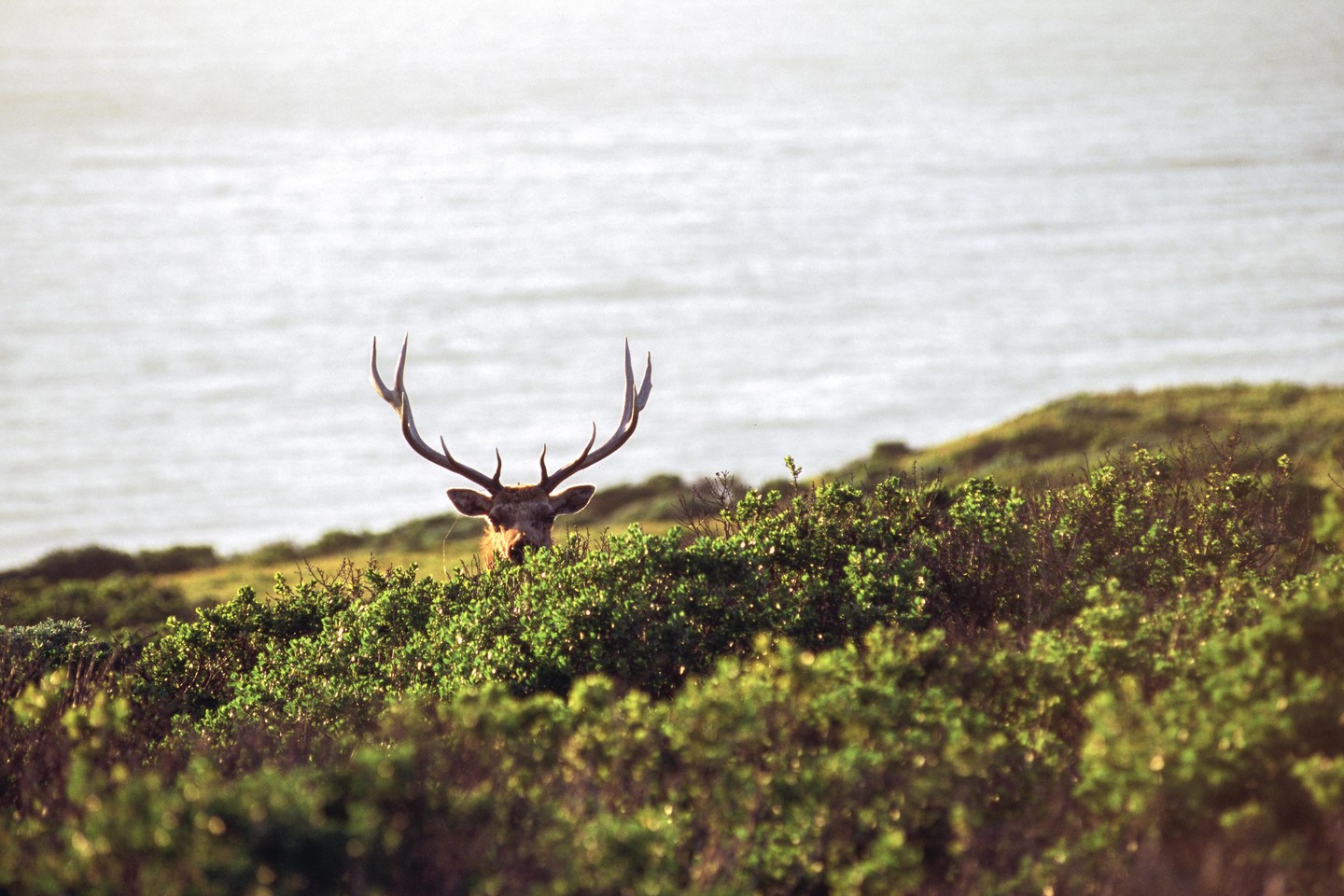 A tule elk with large antlers peeks over a green bush with a body of water in the background.