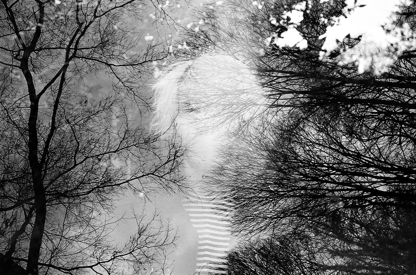 A double exposure shows a person with light hair and a striped shirt overlaid with bare tree branches against a cloudy sky.