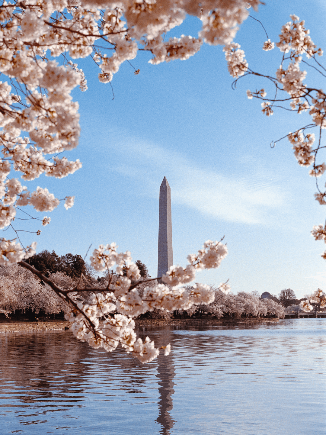 The Washington Monument stands tall behind a body of water, framed by cherry blossoms.