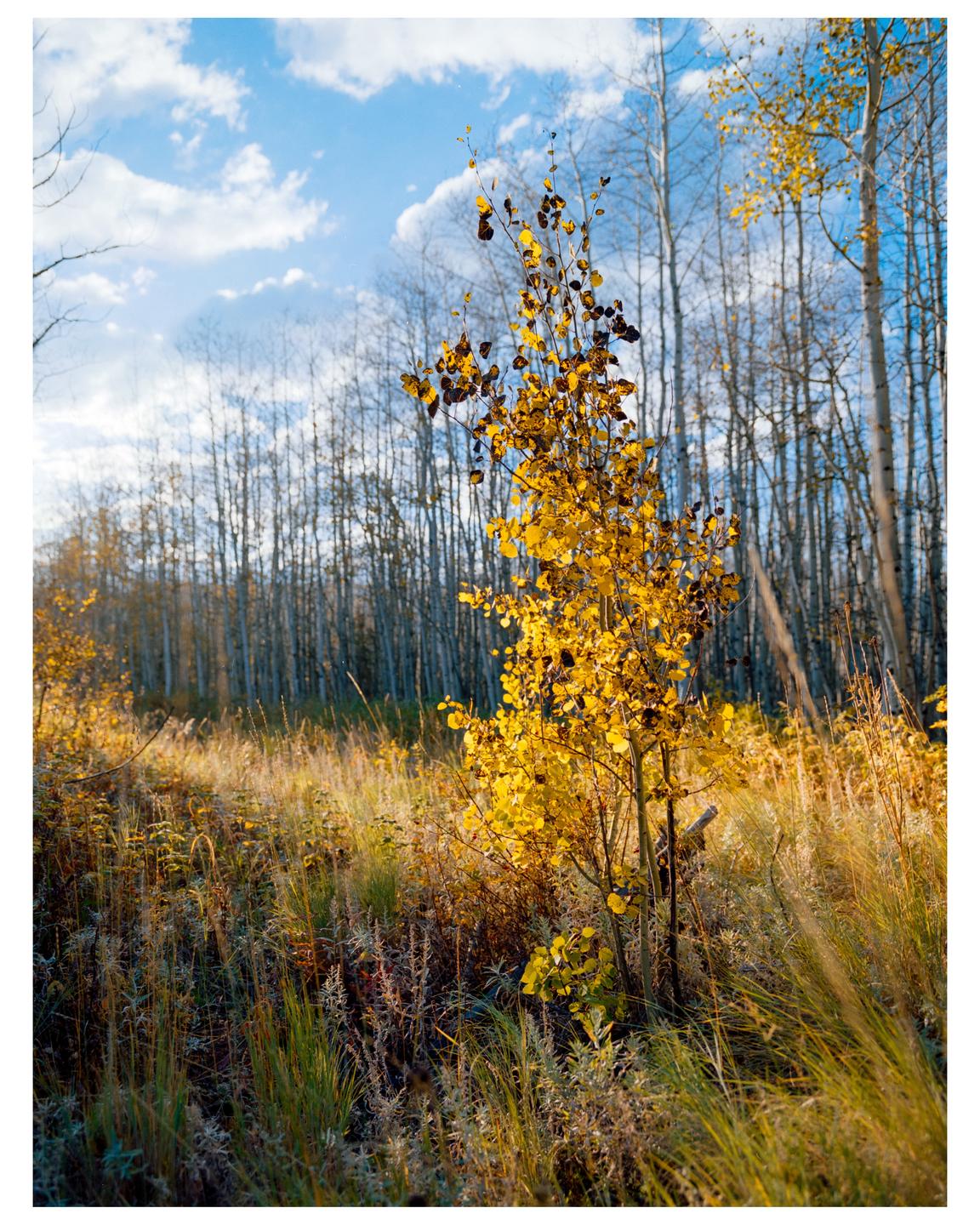 A small tree with bright yellow leaves stands in a field of tall grass with a forest of bare trees and a blue sky in the background.