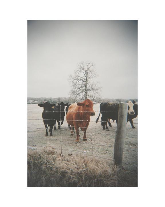 Several cows stand behind a barbed wire fence in a frosty field with a bare tree in the background.