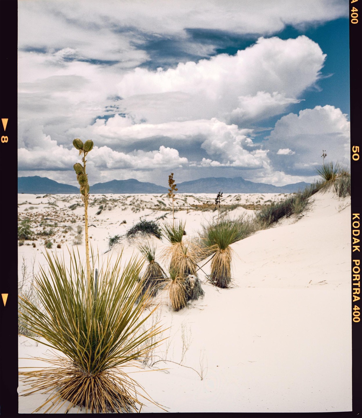 A desert landscape features white sand dunes, green yucca plants, and distant mountains under a cloudy sky.