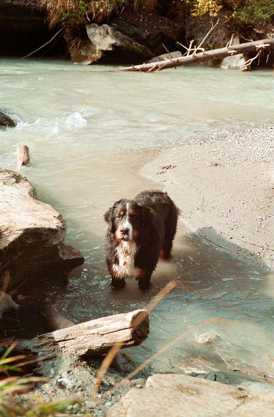A bernese mountain dog stands in shallow water next to a sandy bank with rocks and logs.