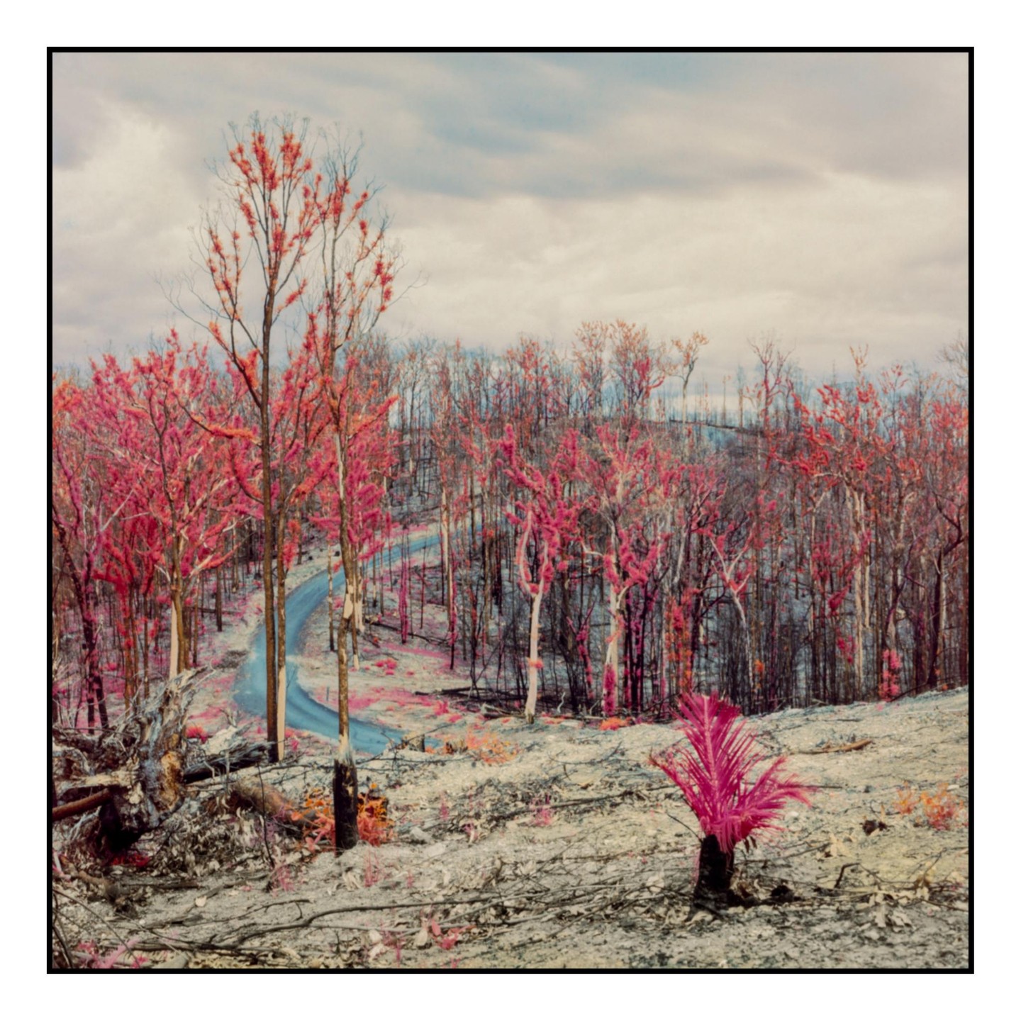 A winding road cuts through a forest with bright pink foliage and a grey, cloudy sky.