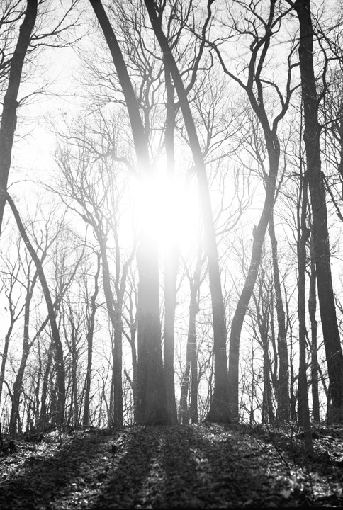 The sun shines brightly through a forest of tall, bare trees in winter.