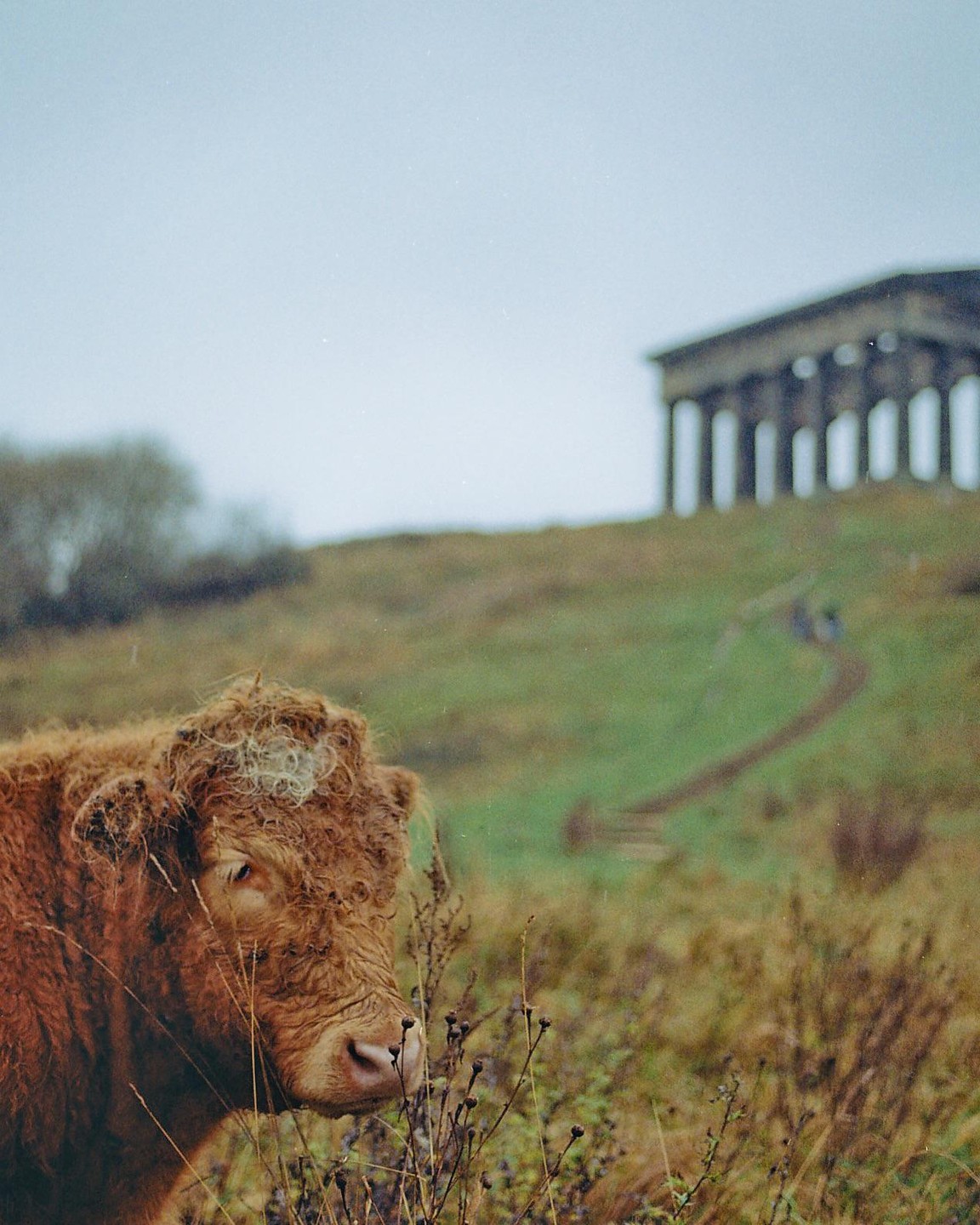 A fluffy highland cow stands in a field with a monument on a hill in the background.