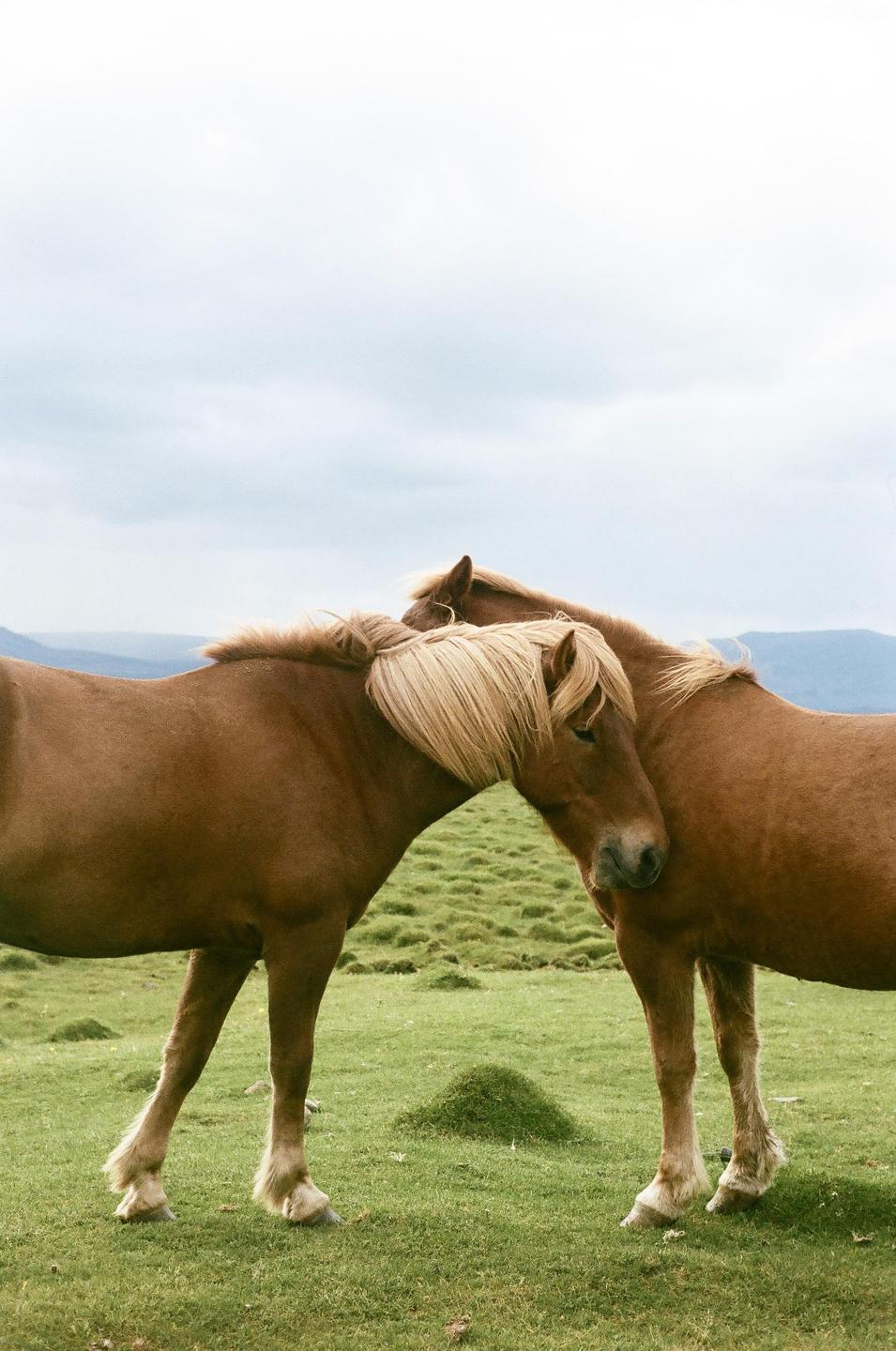 Two brown horses with blonde manes stand close together in a green field under a cloudy sky.