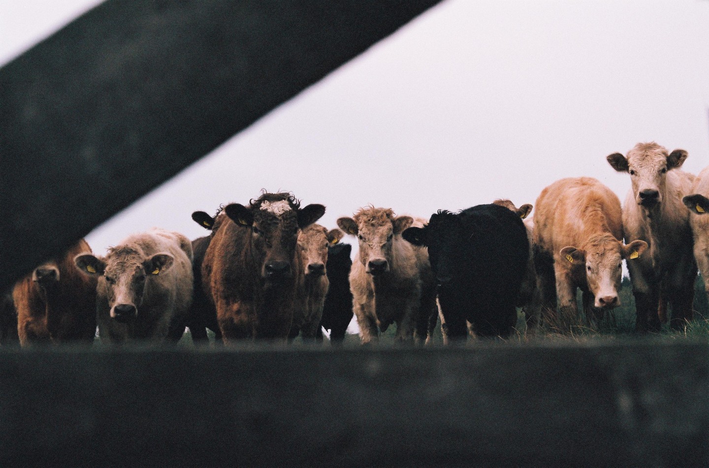 A herd of cows stands in a field, looking directly at the viewer from behind a dark fence.