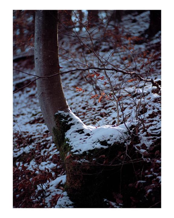 A tree trunk covered in moss and snow stands in a forest with fallen autumn leaves.