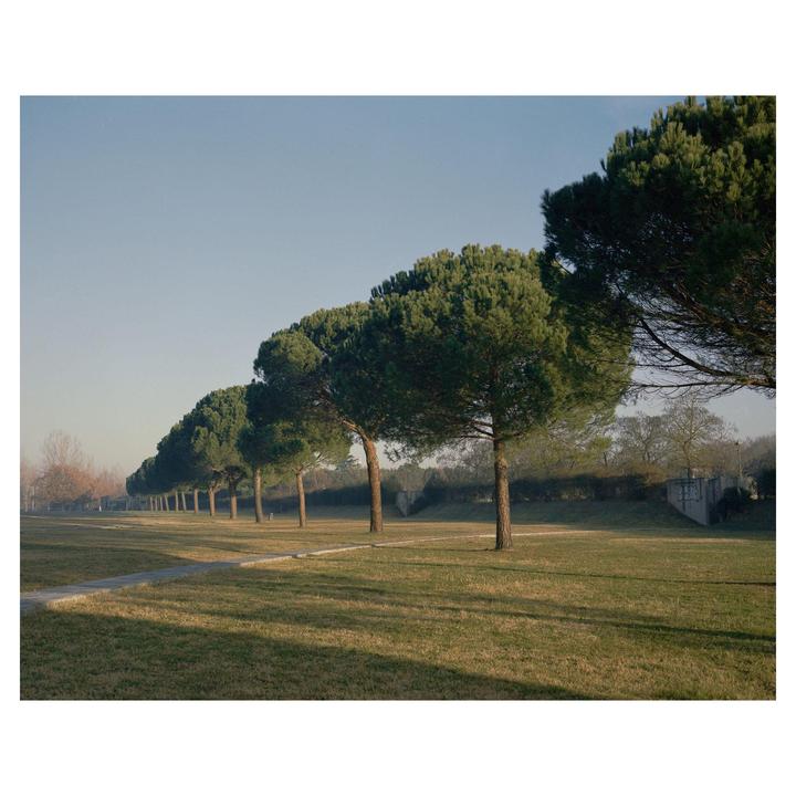 A row of trees casts long shadows across a grassy field under a clear sky.