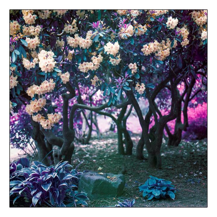 A garden path is surrounded by trees with light-colored blossoms and purple foliage.