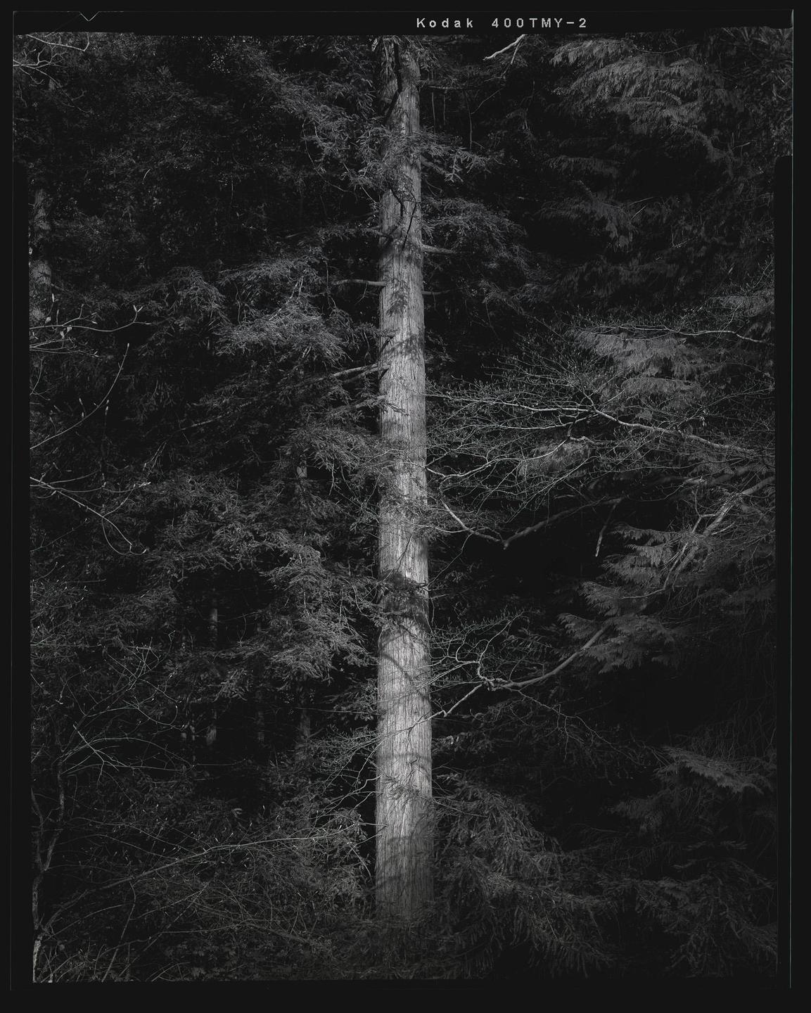 A single tree trunk is illuminated by light in a dark forest.