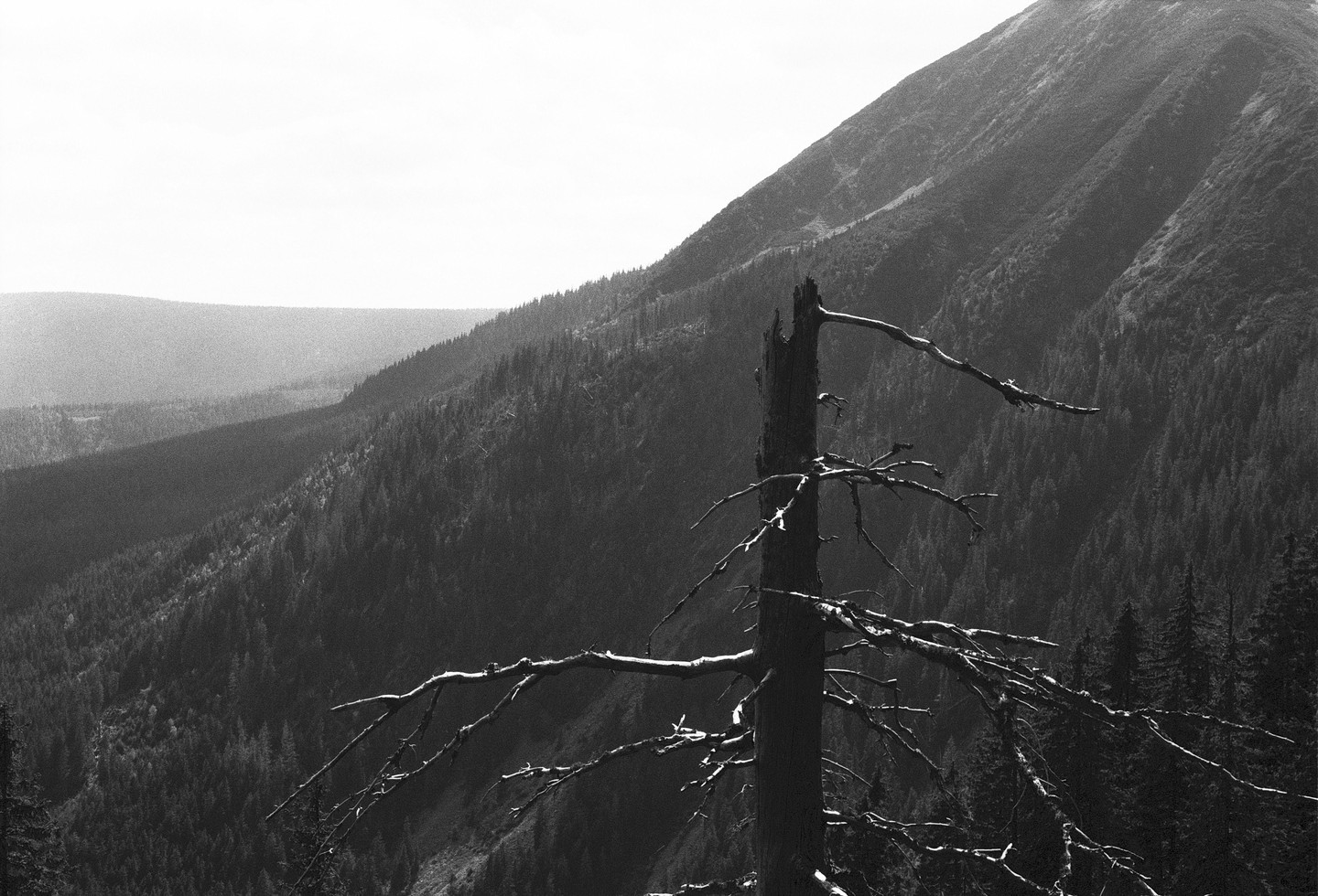 A dead tree stands in the foreground with a vast forest and mountain range in the background.
