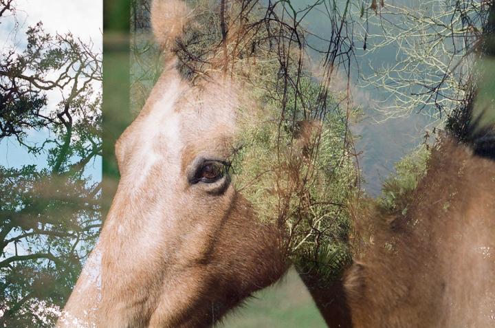 A horse's head is superimposed over a forest scene in a double exposure.