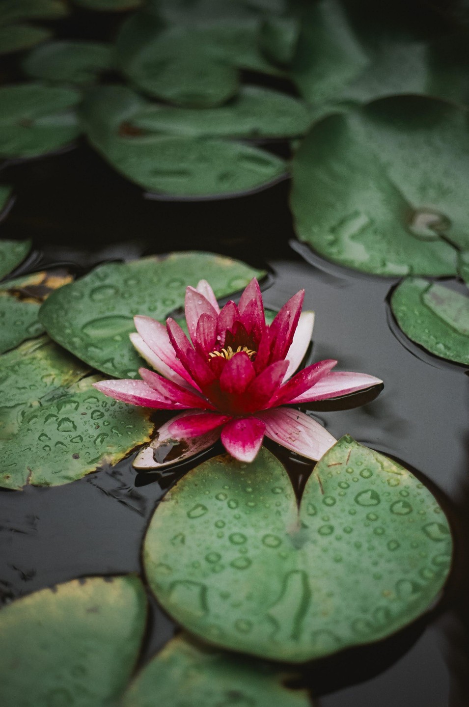 A pink water lily with water droplets on its petals and surrounding lily pads floats on dark water.