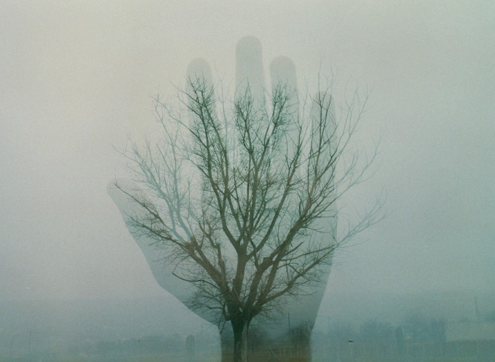 A bare tree is double exposed over a faint outline of a hand against a hazy background.