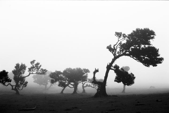 Several dark, gnarled trees stand in a field shrouded in thick fog.