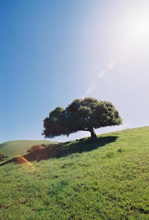 A single tree stands on a grassy hill under a bright blue sky with lens flare.