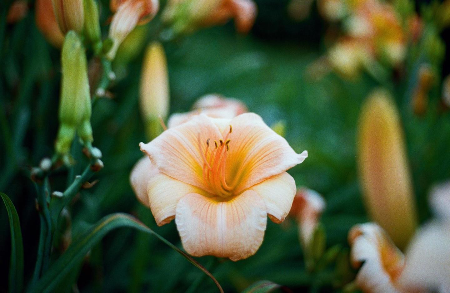 A close-up shot shows a peach-colored daylily with a vibrant orange center surrounded by green foliage and other flower buds.