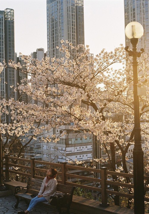 A woman sits on a bench under a cherry blossom tree with tall buildings in the background.