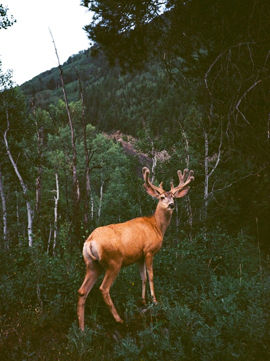 A deer with antlers stands in a forest with a mountain in the background.