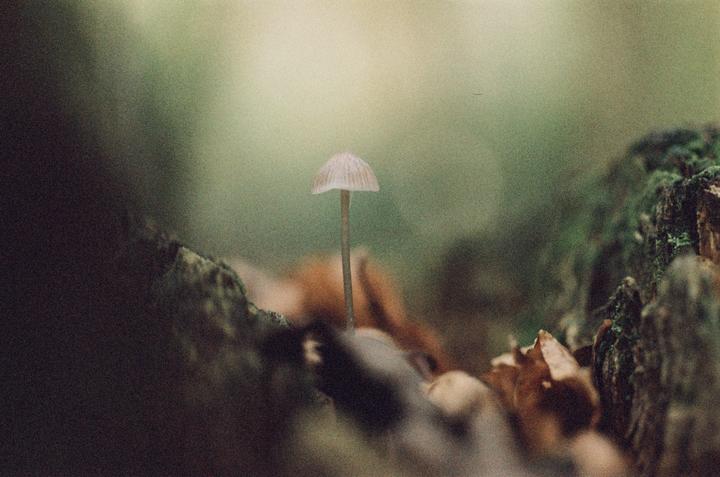A single mushroom grows among moss and autumn leaves.