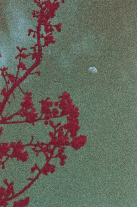 A red tree branch with blossoms is silhouetted against a green sky with a crescent moon.