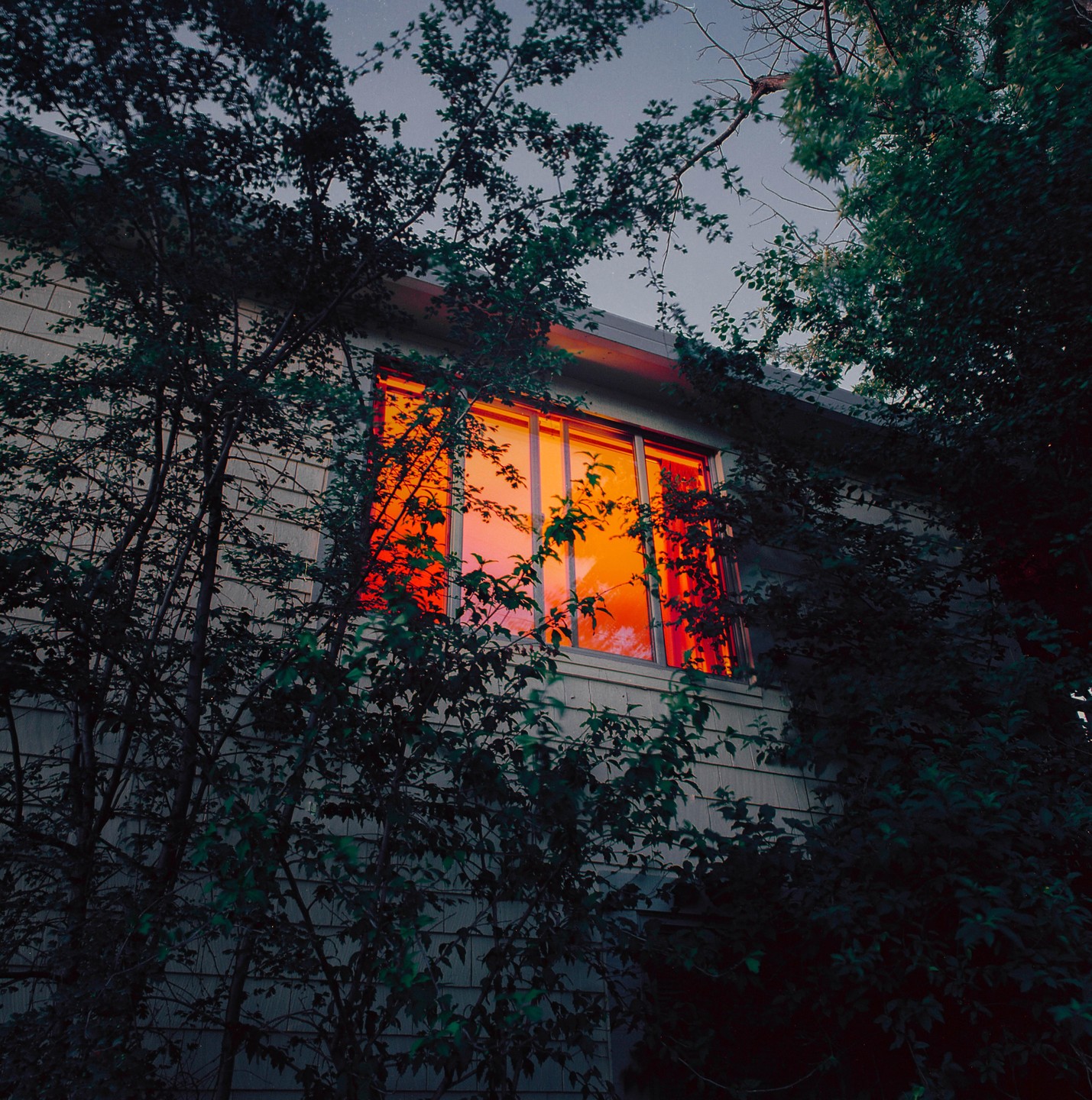 A house with a window glowing orange is partially obscured by dark foliage.