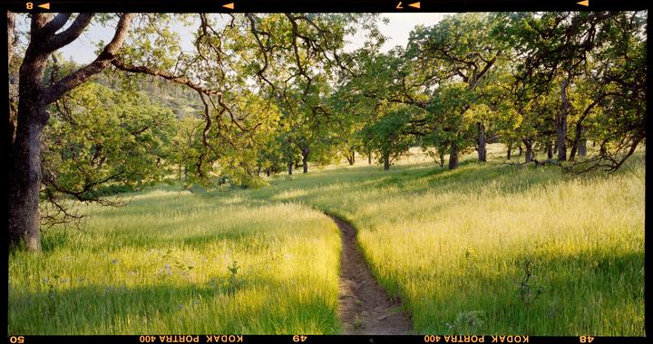 A narrow dirt path winds through a sunlit field of tall grass and oak trees.