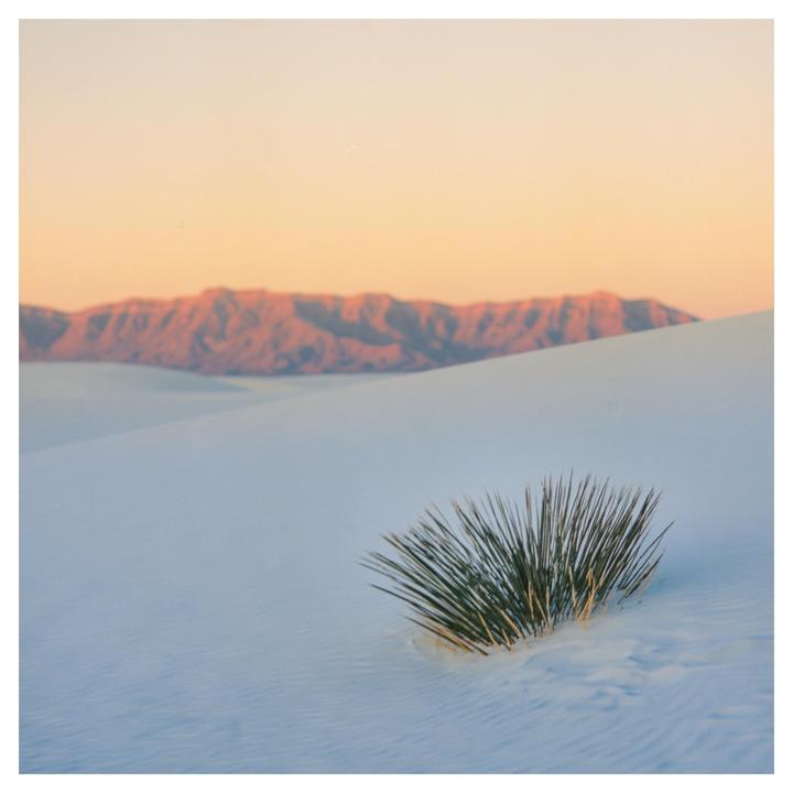 A yucca plant grows in white sand dunes with mountains in the background at sunrise.