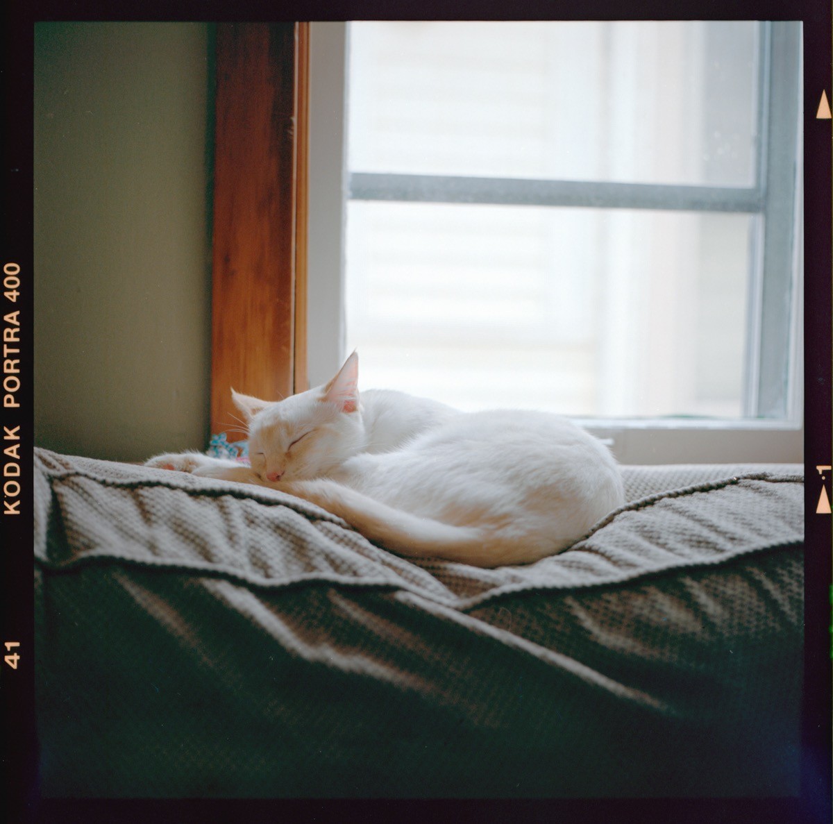 A white cat sleeps curled up on a cushion in front of a window.